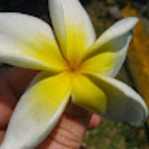 Meet your Posher, Carrie